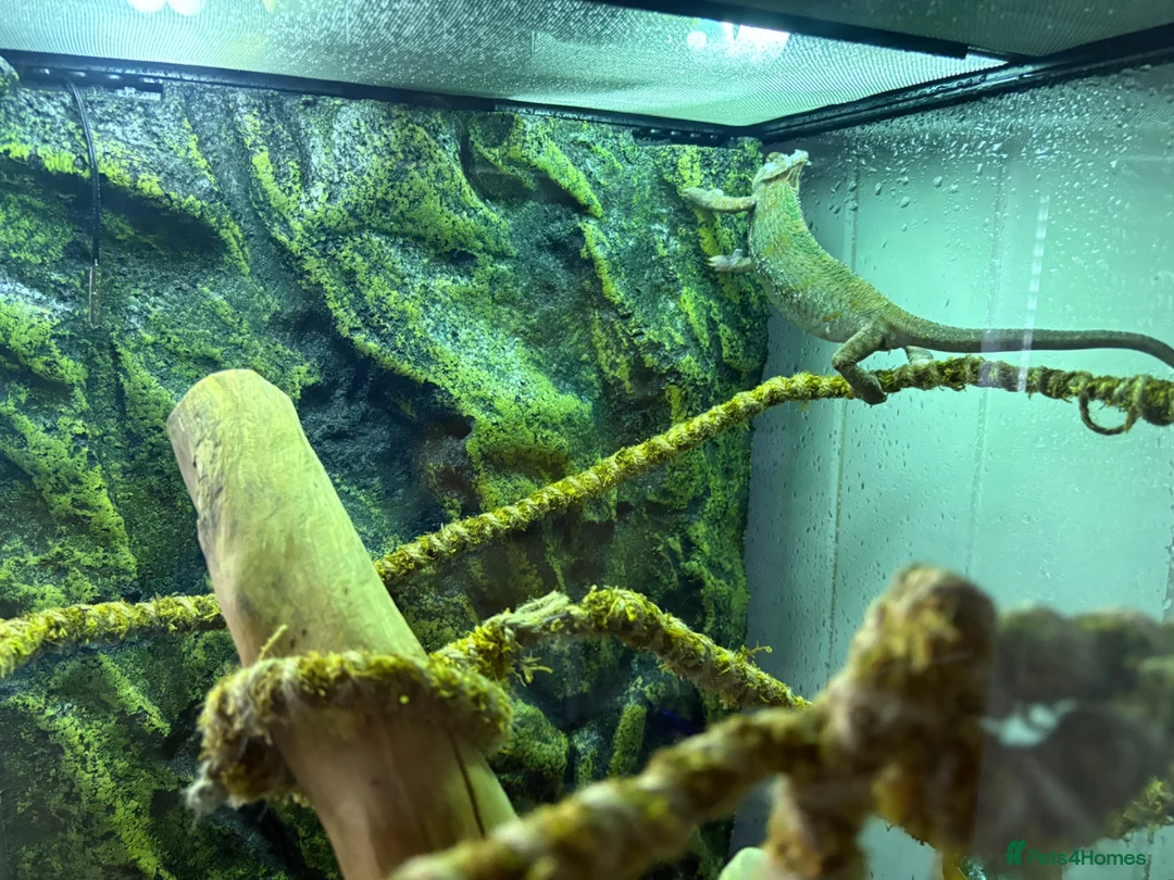 Chameleon reptiles for sale: Veiled Chameleon, Male, 2 years, comes with setup. in Bolton - Advert 5