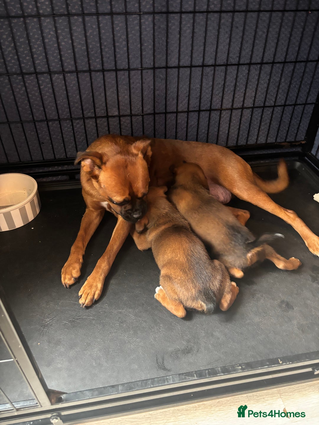Boxer dogs for sale: Gorgeous boxer puppies for sale  - Image 7