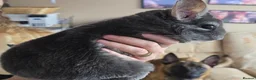 Chinchilla rodents for sale: 2 Female Friendly Chinchillas  - Advert 6