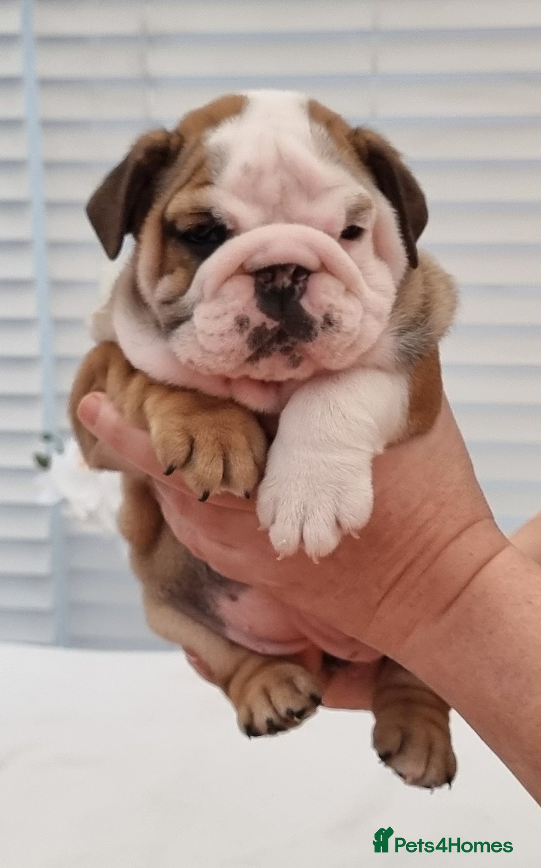 English Bulldog dogs for sale: Bulldog Pups Kennel Club Registered  - Advert 6