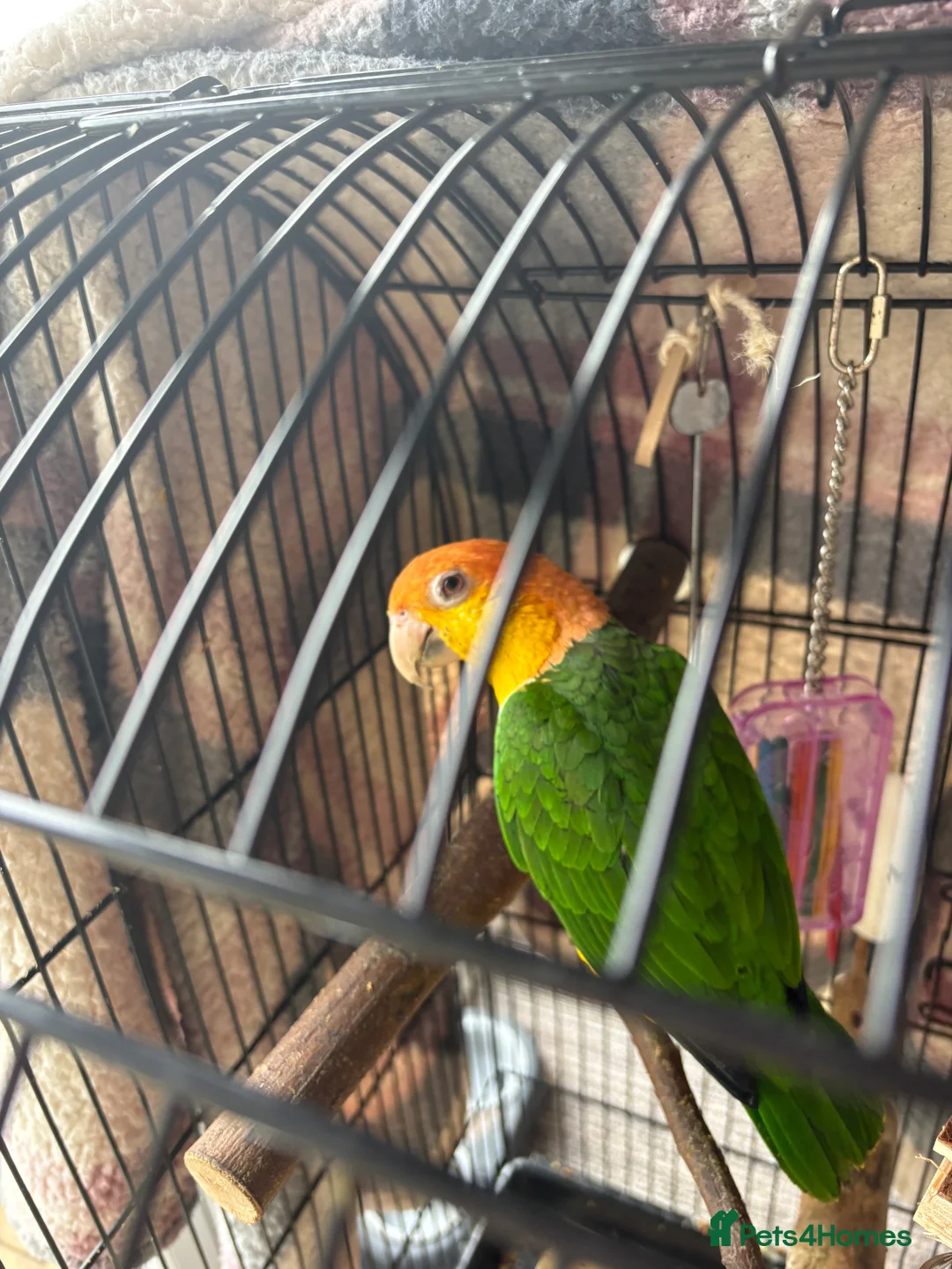 Parrots birds for sale: Yellow headed Caique - Advert 2