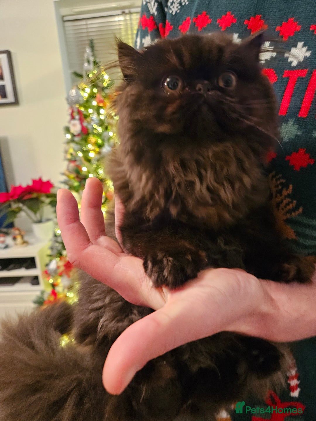 Persian cats for sale: Stunning Persian girl  - Advert 10