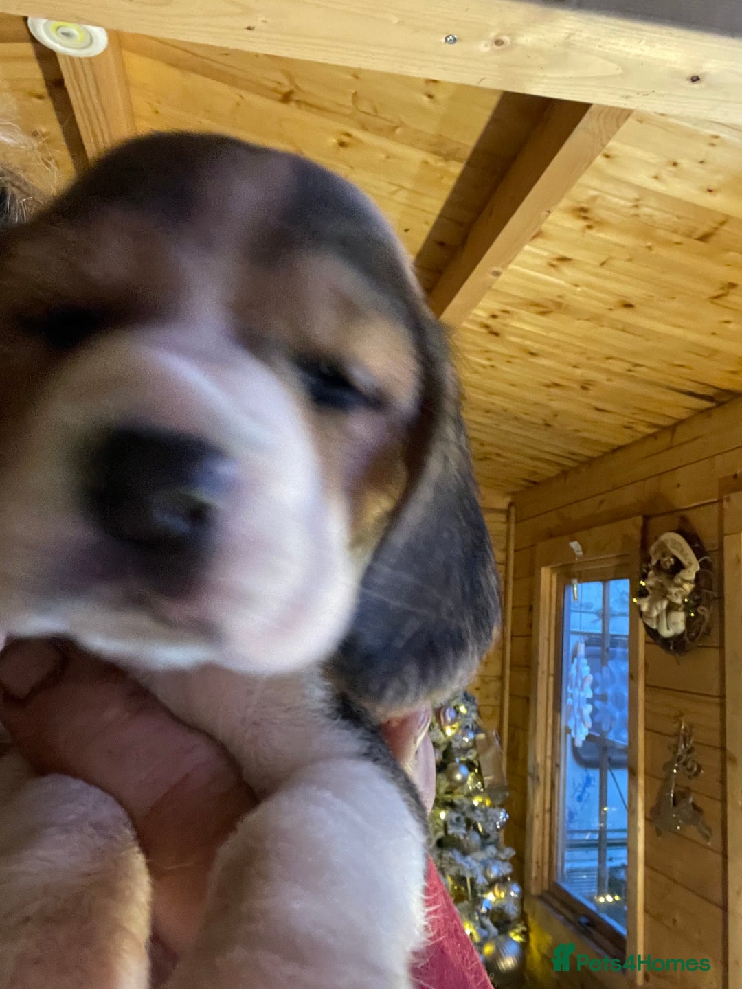 Beagle dogs for sale: 2tri girls kc reg ready after  **   - Advert 11