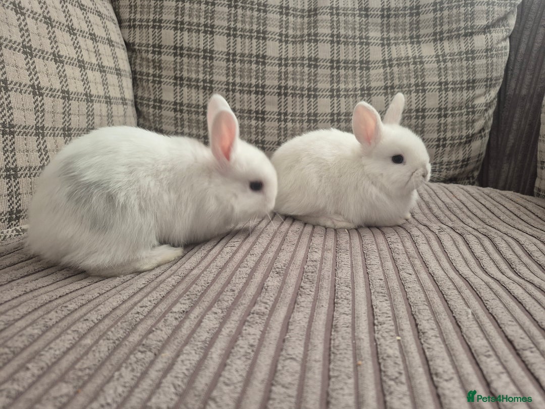Mini Lop rabbits for sale: 3 baby mini lop rabbits for sale  - Image 2