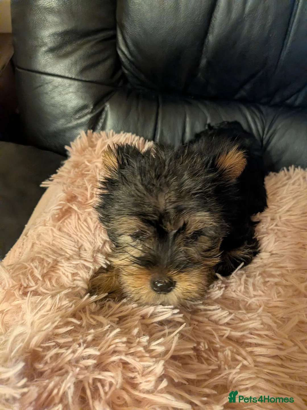 Chihuahua dogs for sale: Three small Yorkshire terriers for sale - Advert 2