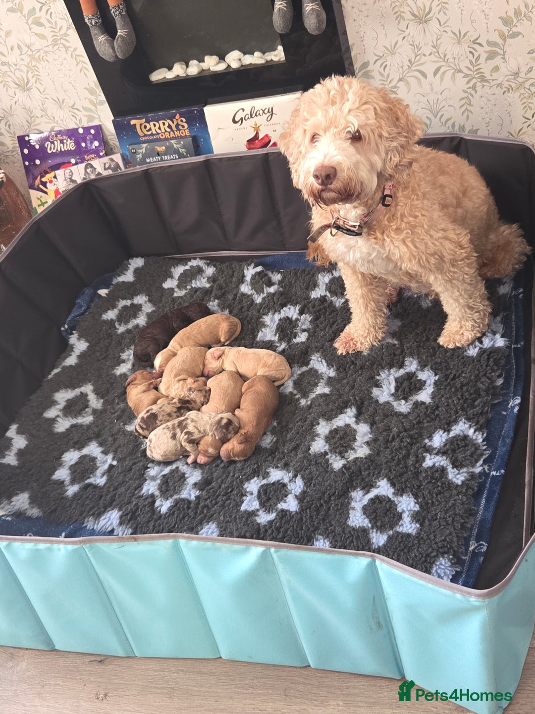 Cockapoo dogs for sale: Cockapoo Puppies - Advert 13