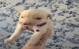 Mixed Breed dogs for sale: Beautiful Puppies looking for their forever home♥️ - Image 4