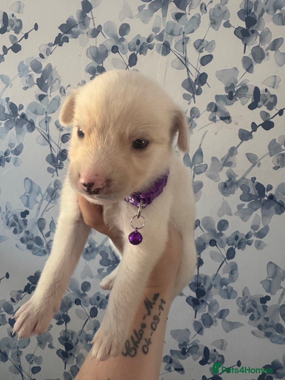 Mixed Breed dogs for sale: Beautiful Puppies looking for their forever home♥️ - Image 4