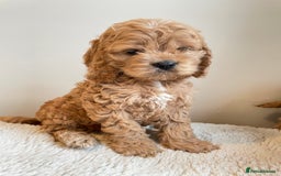 Cockapoo dogs for sale: Toy Yankee doodles American cockapoo - Image 1