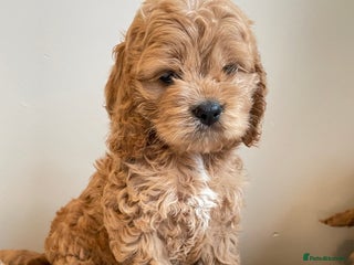 Cockapoo dogs - Advert 32