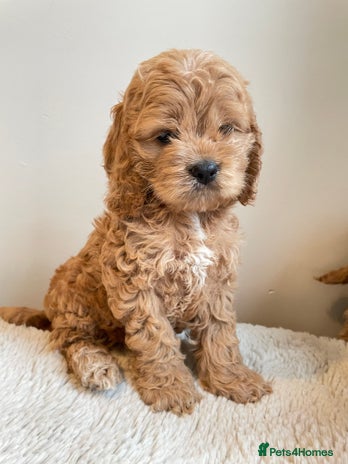 Cockapoo dogs - Advert 2