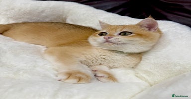 British Shorthair cats - Advert 7