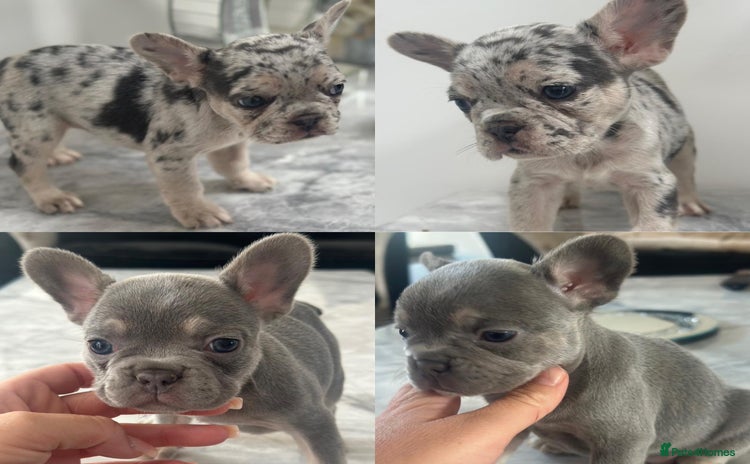 French Bulldog dogs - Advert 2