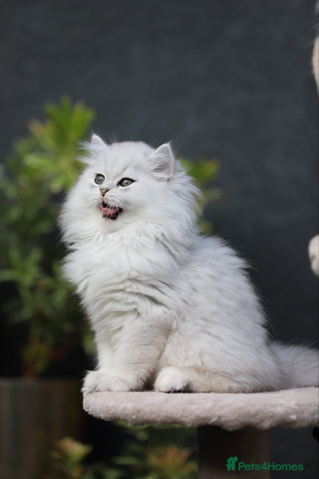 Persian cats Stunning Chinchilla Persian Kittens 💕 (ONE LEFT) - Advert 17