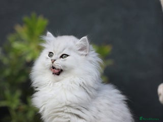 Persian cats Stunning Chinchilla Persian Kittens 💕 (ONE LEFT) - Advert 17