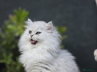 Persian cats (SOLD) Stunning Chinchilla Persian Kittens 💕 - Advert 9