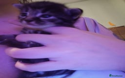 Domestic Shorthair cats for sale: Kitten for sale - Image 7