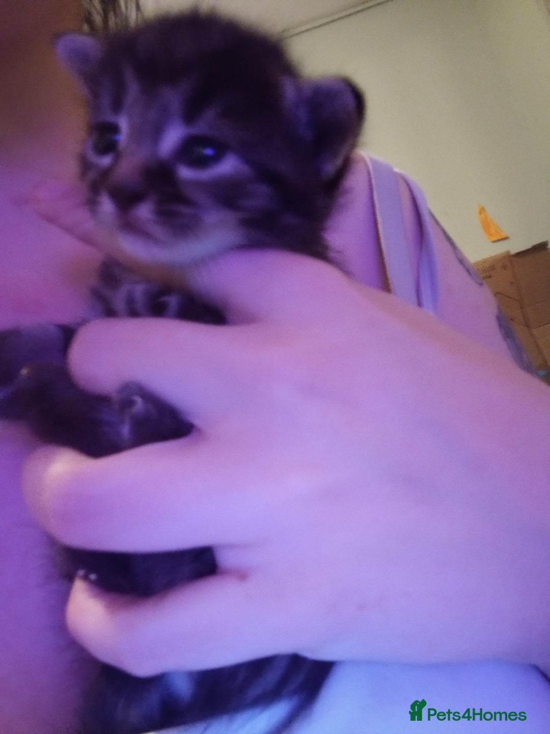 Domestic Shorthair cats for sale: Kitten for sale - Image 7