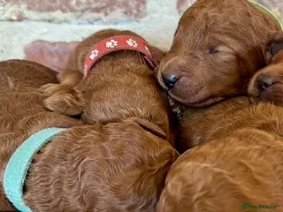 Cockapoo dogs F1b solid red cockapoos 🐾 - Advert 5