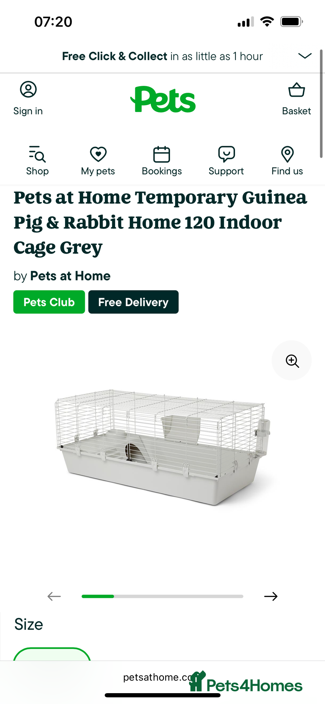 Mini Lop rabbits for sale: Mini lop  - Advert 4