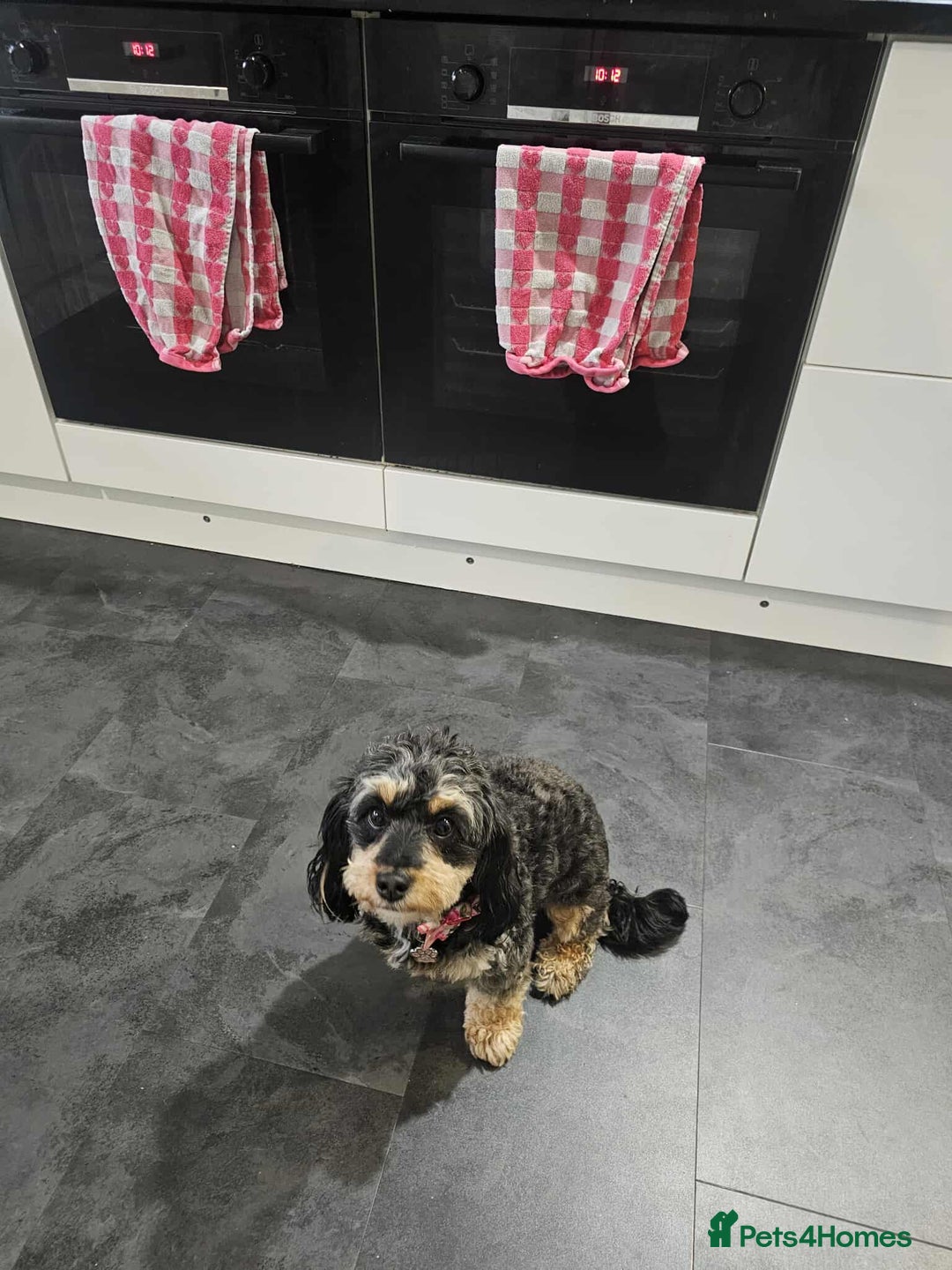 Cavapoochon dogs for sale: Two Year Old Female Cavapoochon - Image 2