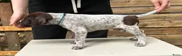 German Shorthaired Pointer dogs for sale: KC Reg GSP Pups (5 LEFT!) - Advert 8