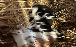 Mixed Breed cats for sale: Beautiful Farm kittens  - Image 15