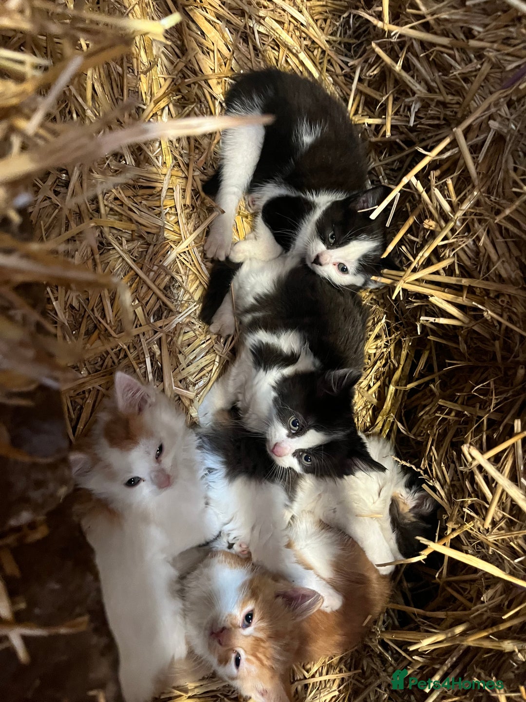 Mixed Breed cats for sale: Beautiful Farm kittens  - Image 15