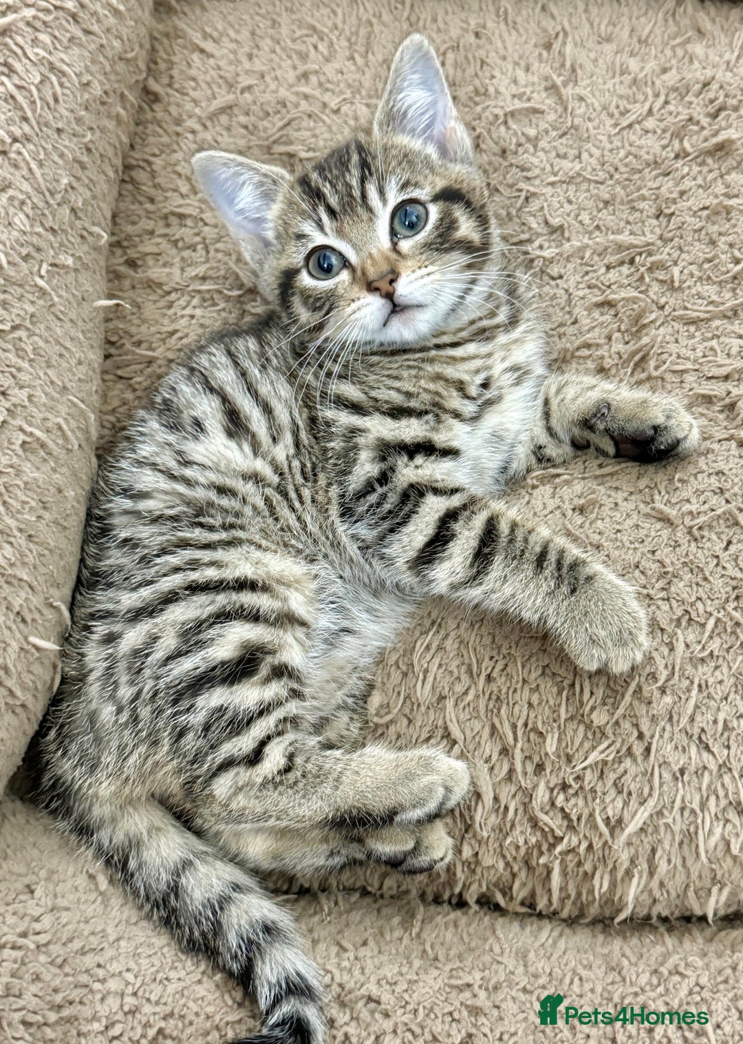 Mixed Breed cats for sale: GORGEOUS KITTENS  - Advert 6