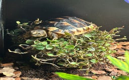 Tortoise reptiles for sale: Kiki the marginated tortoise - Image 8
