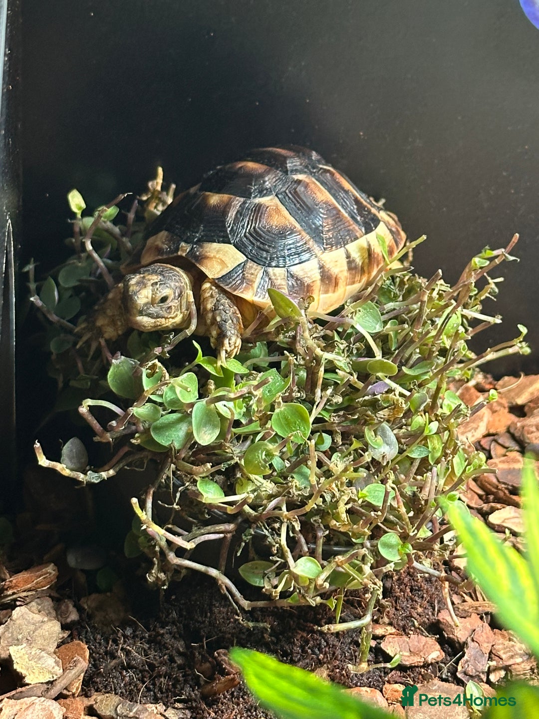 Tortoise reptiles for sale: Kiki the marginated tortoise - Image 8