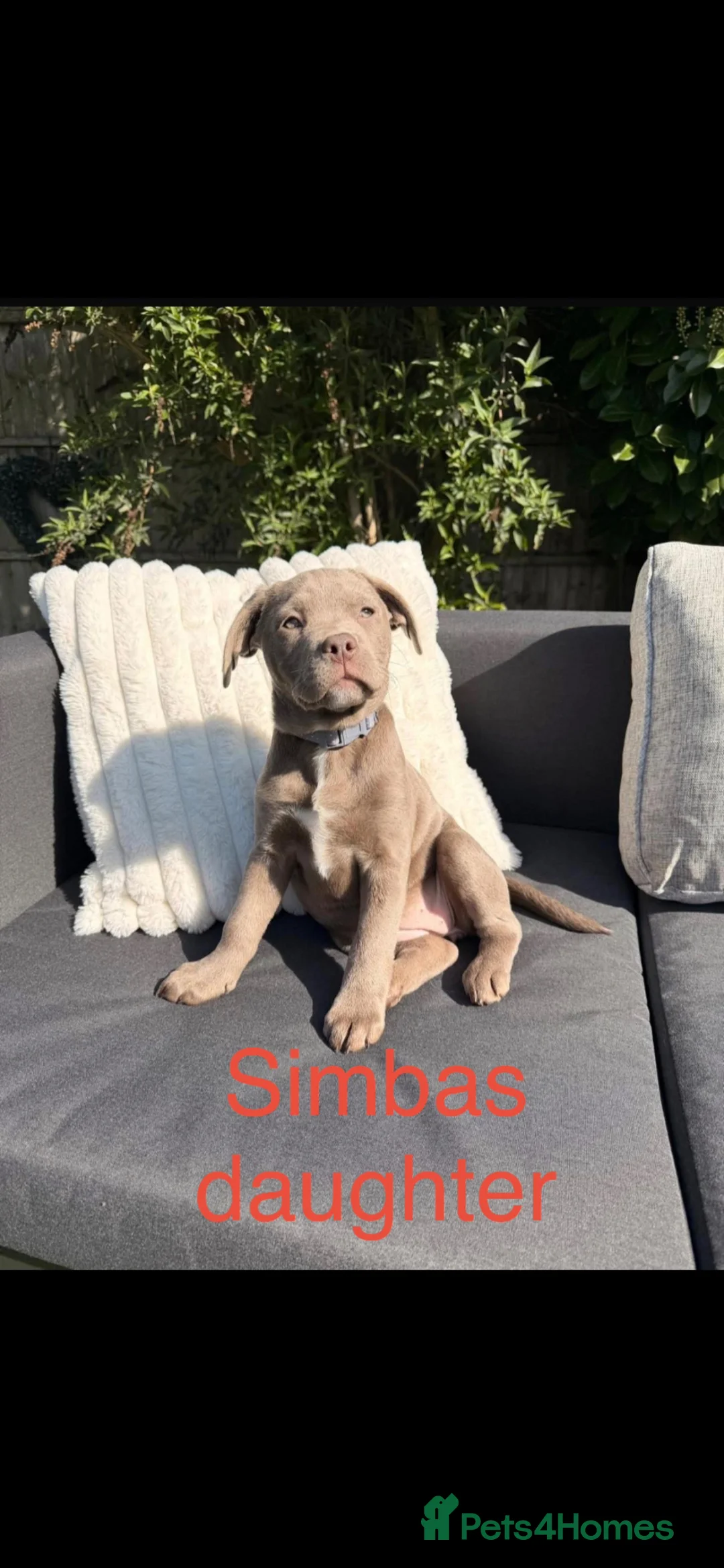 Labrador Retriever dogs for stud: Silver Labrador available for stud  - Advert 6