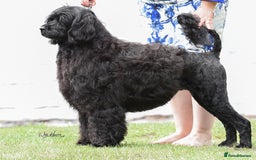 Portuguese Water Dog dogs for sale: Portuguese Water Dog Puppies For Sale - Image 13
