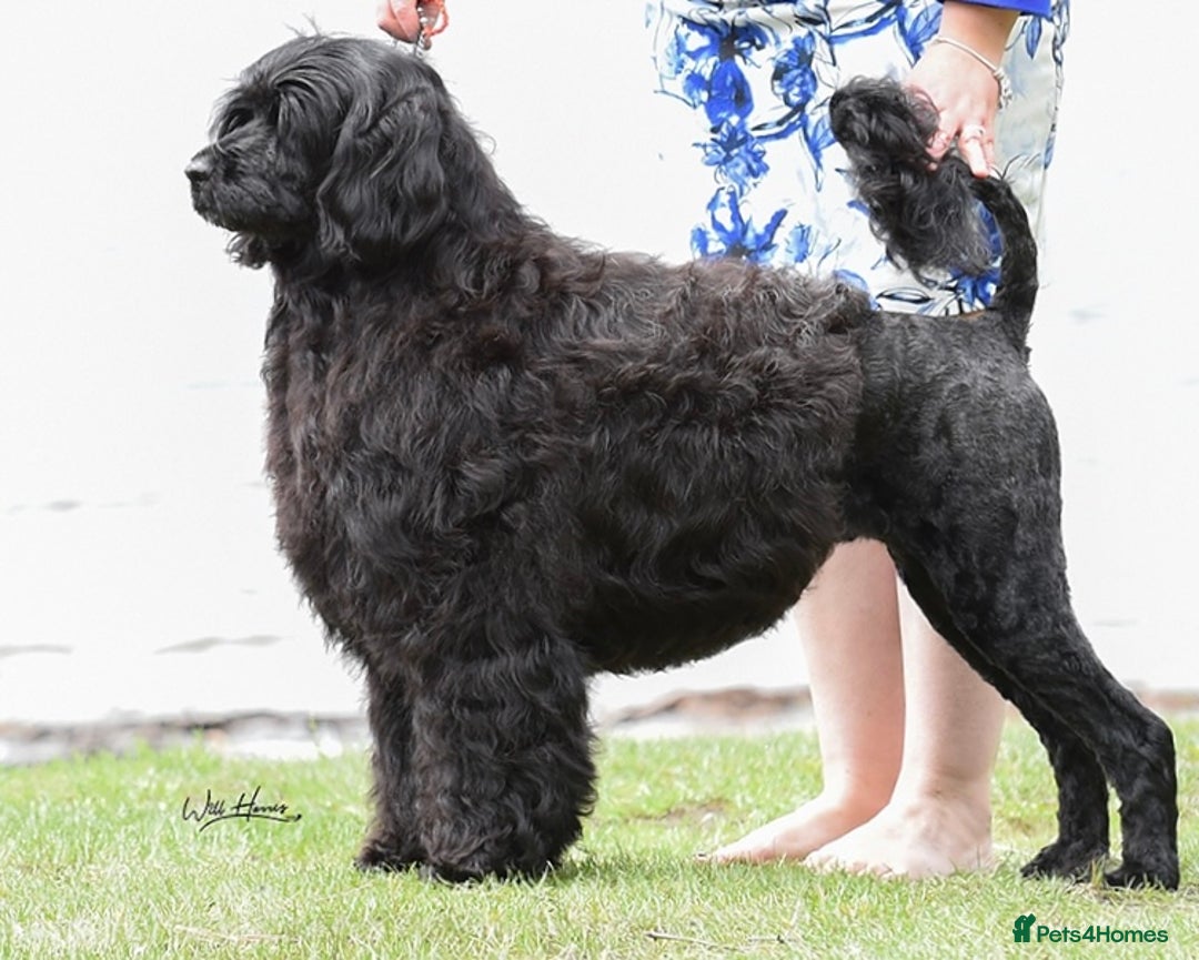 Portuguese Water Dog dogs for sale: Portuguese Water Dog Puppies For Sale - Image 13