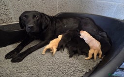 Labrador Retriever dogs for sale: Labrador Retriever Puppies  - Image 2