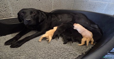 Labrador Retriever dogs - Advert 13