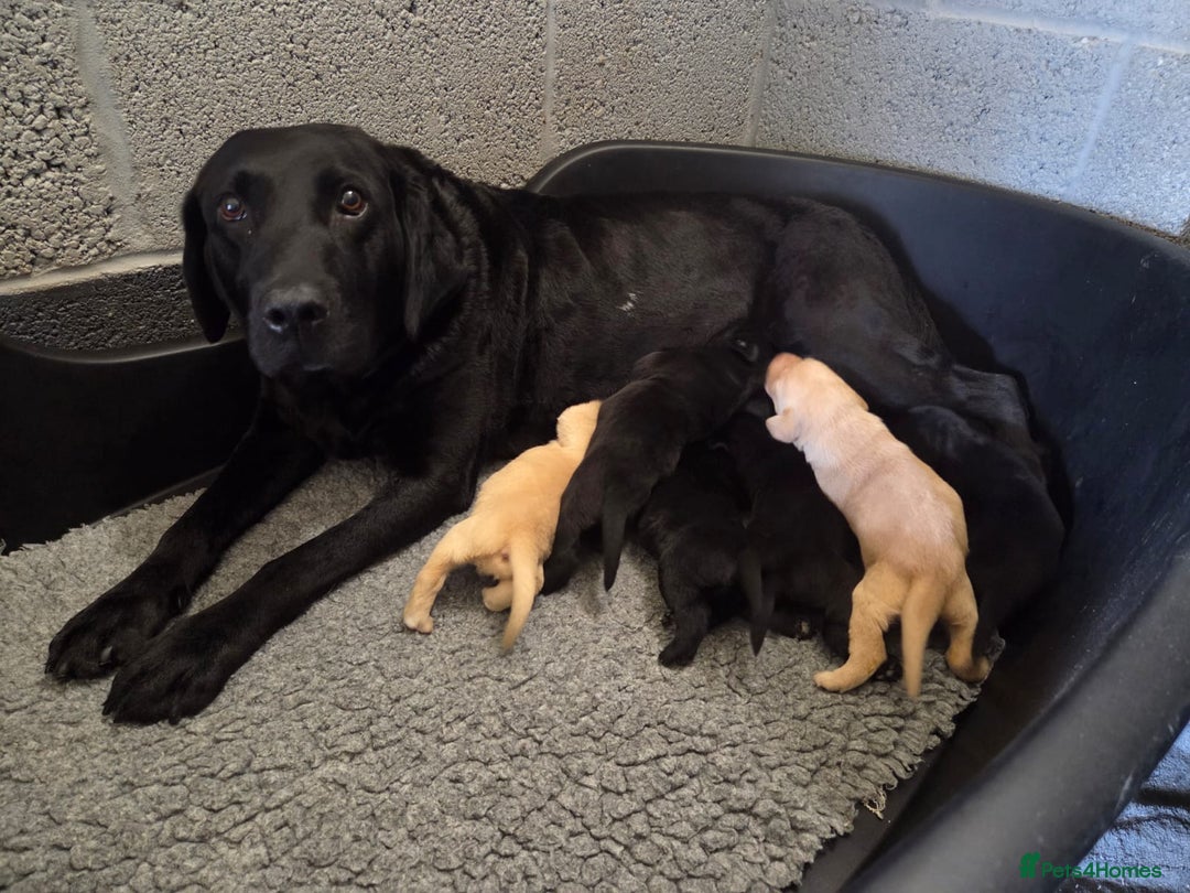 Labrador Retriever dogs for sale: Labrador Retriever Puppies  - Image 2