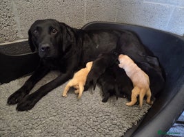 Labrador Retriever dogs - Advert 7