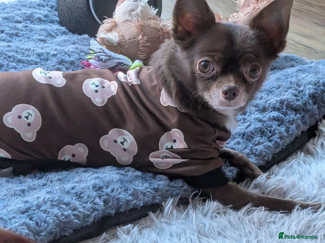 Chihuahua dogs for sale: Beautiful 3year old male KC registered chihuahua  - Advert 1