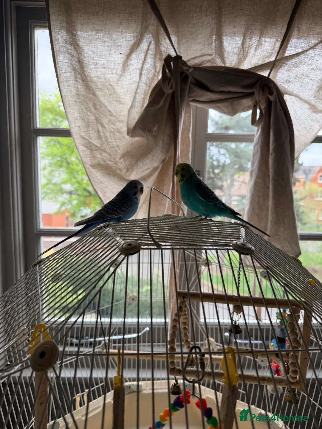 Budgerigars birds for sale: Pair of friendly budgies tame with omelet cage  in Bedford - Advert 1