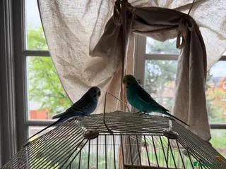 Budgerigars birds Pair of friendly budgies tame with omelet cage - Advert 1