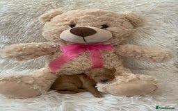 Poochon dogs for sale: Beautiful Poochon Puppies 🐾 - Image 14