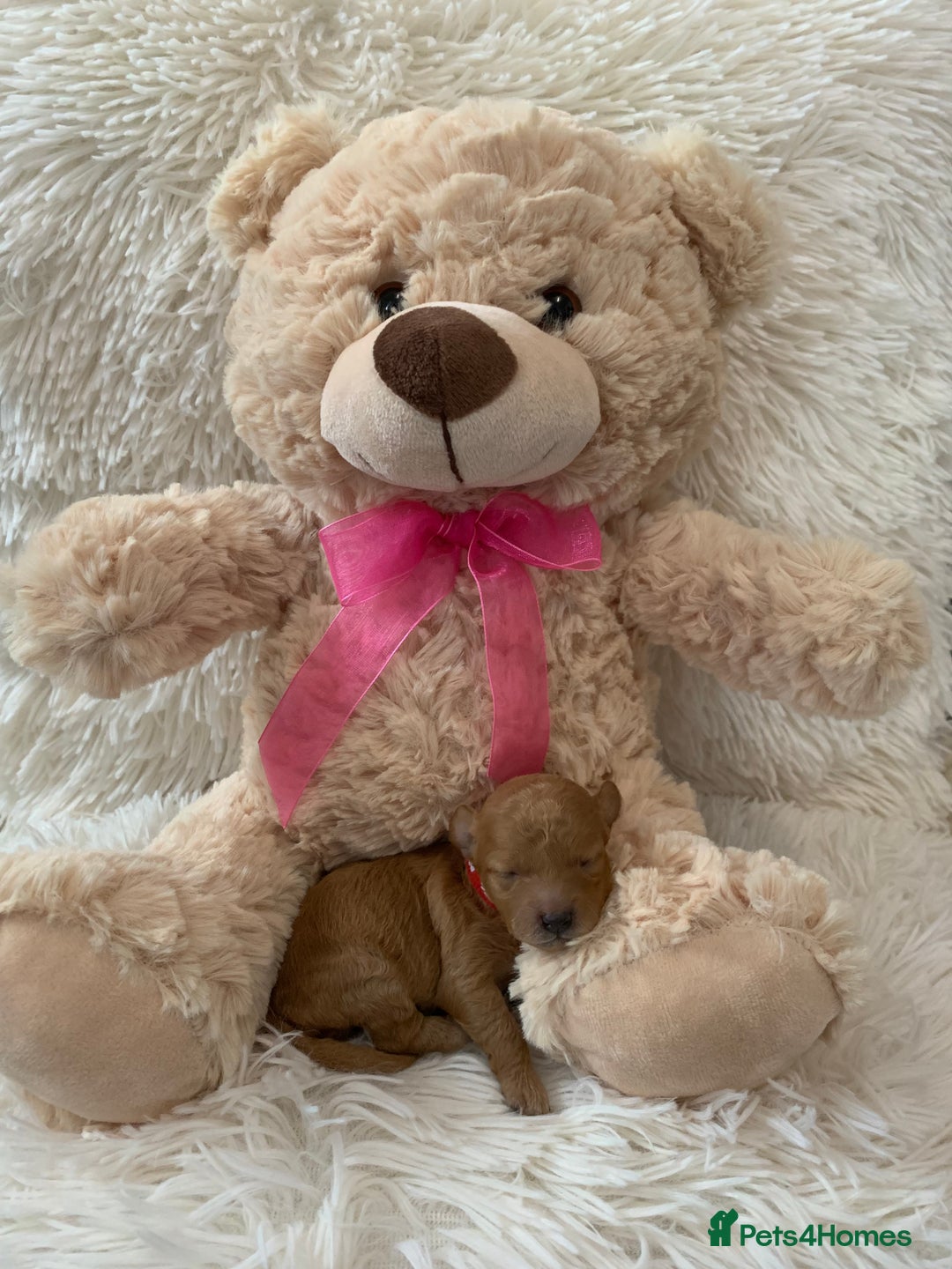 Poochon dogs for sale: Beautiful Poochon Puppies 🐾 - Image 14