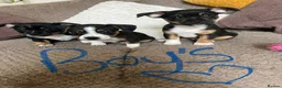 Jack Russell dogs for sale: Beautiful litter of 6 puppies  - Advert 13