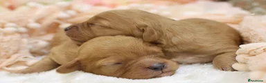 Cavapoo Female