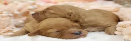 Cavapoo dogs for sale: Heath Tested Cavapoos - Advert 13