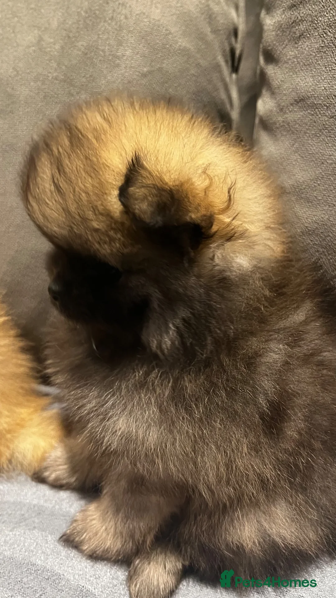 Pomeranian dogs for sale: Beautiful Pomeran puppys - Advert 1