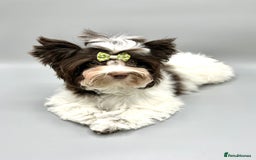 Yorkshire Terrier dogs for sale: Tiny Boys !!! Pedigrees !!! in Coventry - Image 1