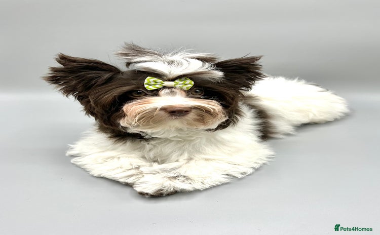 Yorkshire Terrier dogs in Coventry - Advert 4