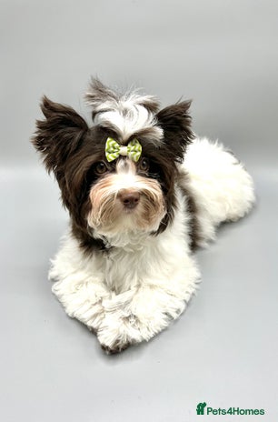 Yorkshire Terrier dogs in Coventry - Advert 1